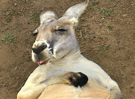 australia-kagoroo