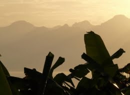 banana-trees
