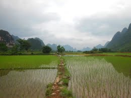 china-yunnan-rice-field