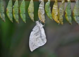 cocoon-hatching