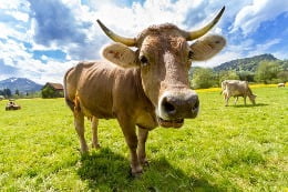 cow2
