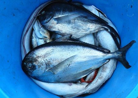 First Capital provide ABL facility for seafood distributor