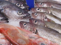 Chinese fish exporter secures funding from DS-Concept