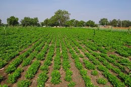 groundnut-field-285278_640