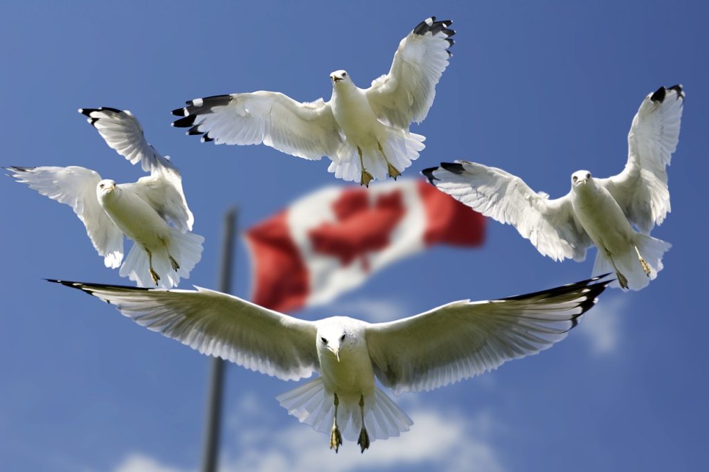gulls-540791_1280