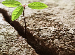 resilient_big