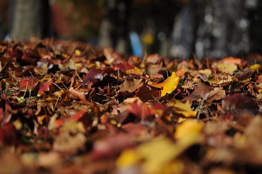 leaves-101329__340