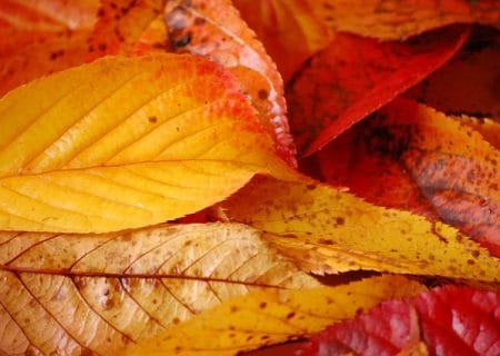 Coface appoints 2 new regional CEOs to lead Central & Eastern Europe and Northern Europe