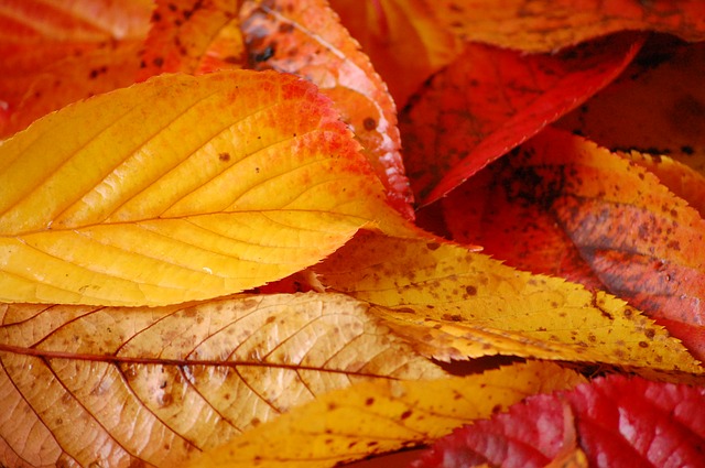 leaves