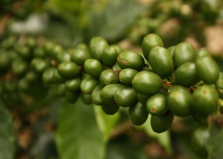 VPBank and IFC collaborate on $150M SCF for Vietnam’s coffee exporters